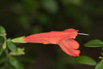 Scarlet calamint